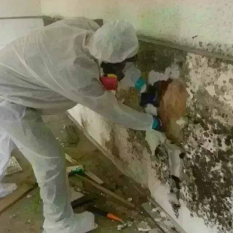 Mold Remediation and Removal in Portageville, MO